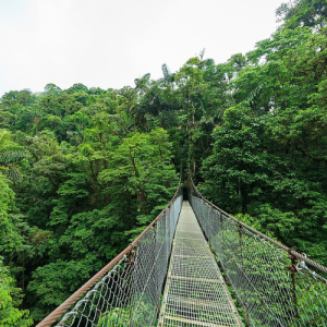 Transfer From San Jose Area to Monteverde Cloud Forest
